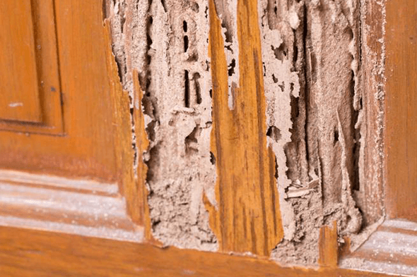 termite inspection services austin texas